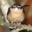Carolina Wren